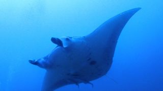 2025/10 DLD@石垣島