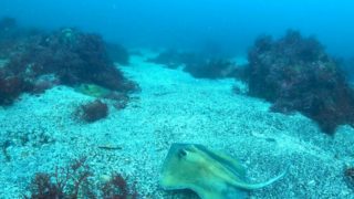 【期間限定】八幡野・ヒラタエイ大量発生！