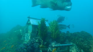 2026/01 DLD@波左間