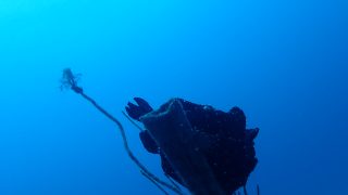 2024/11 DLD@伊豆海洋公園