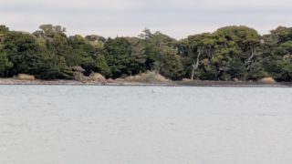 2025/12 AOW@大瀬崎